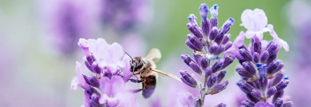 Biene auf Lavendelblüte
